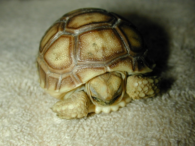 sulacata